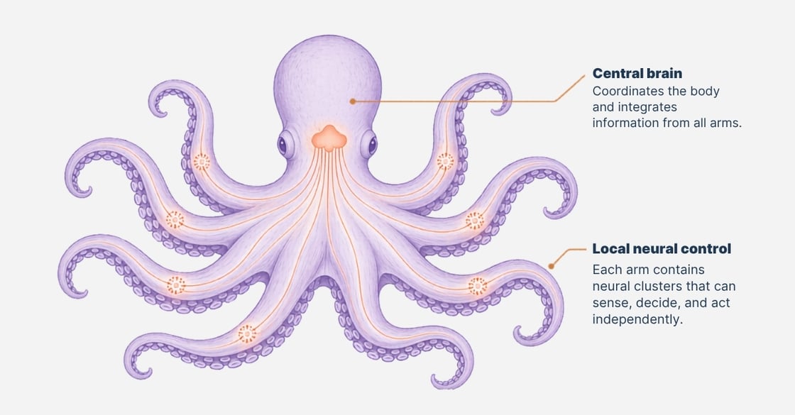 Illustration of an octopus showing a central brain in the head connected to each arm, with small neural clusters along the arms to represent distributed intelligence and local decision-making.