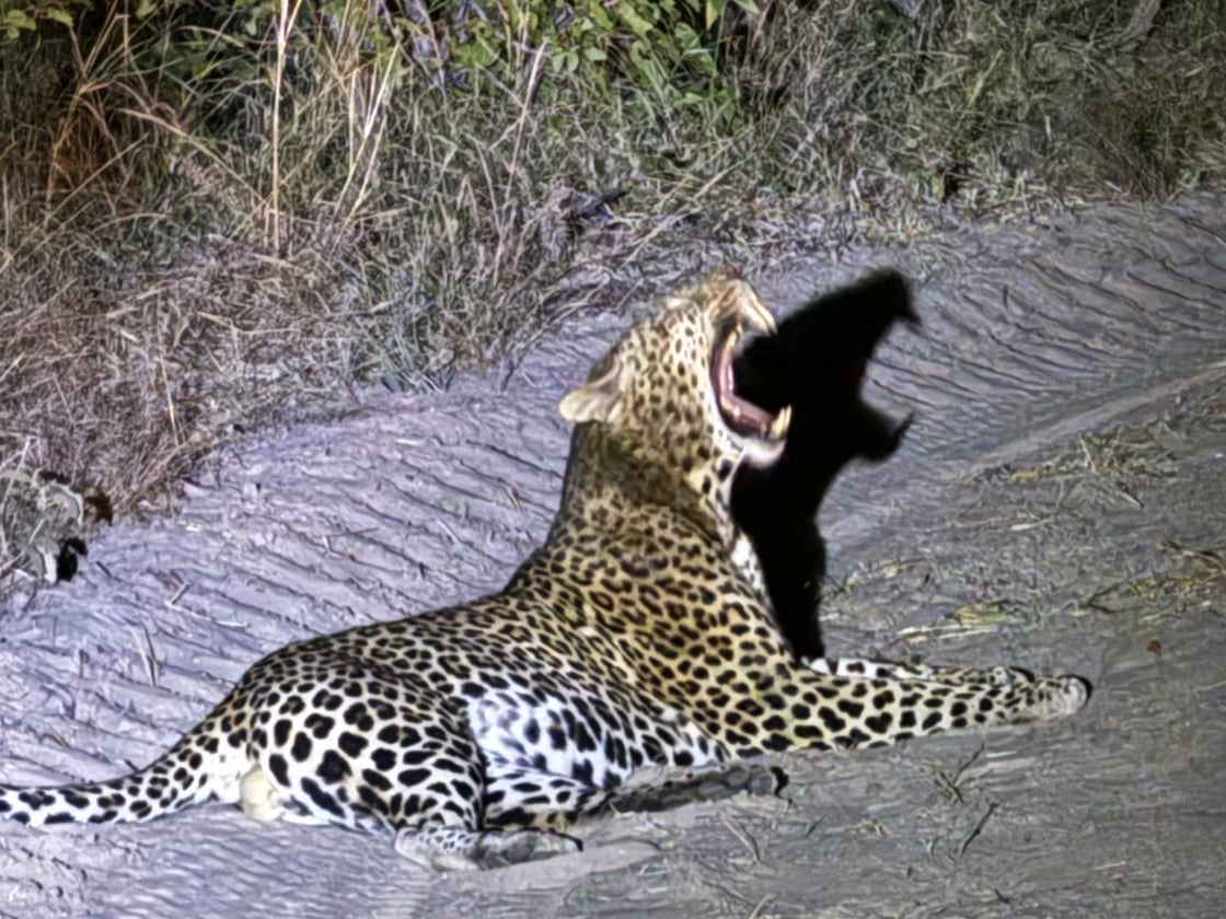 A leopard caught in a spotlight at night, mid-roar, lying stretched out on a dirt track in the Botswana bush. Its shadow looms dramatically behind it.
