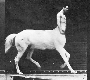 zantaur